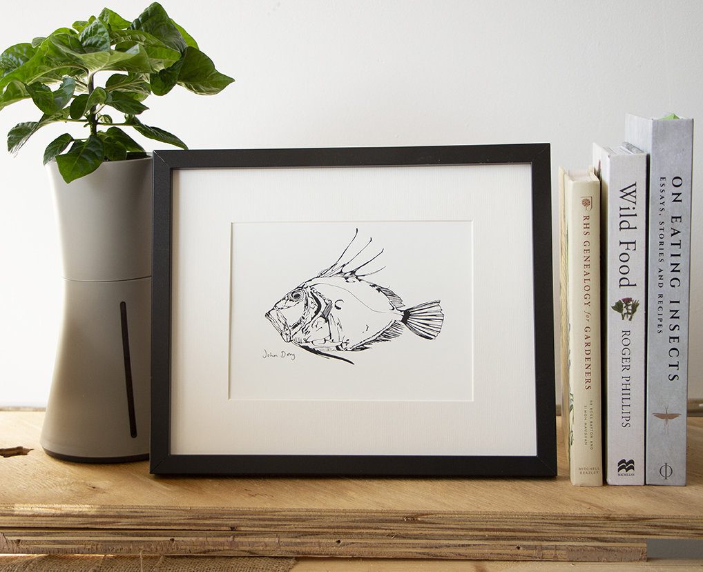 Little John Dory print