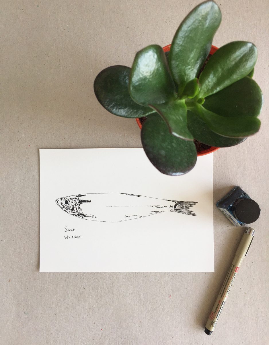 Little Sprat print