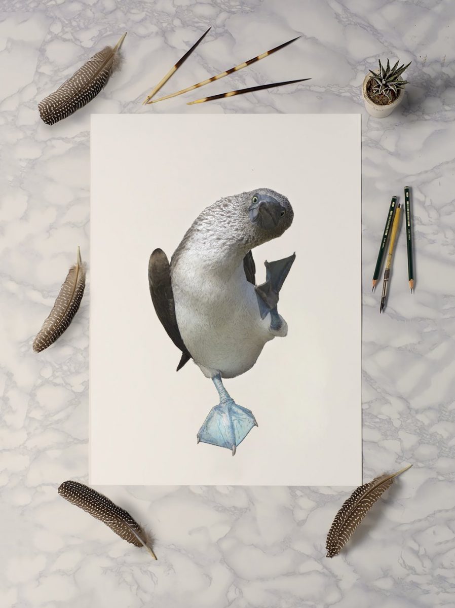 Blue Footed Booby Illustration