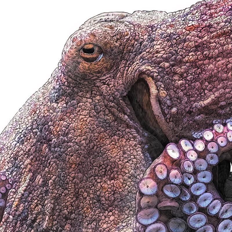 Common Octopus - Art Print