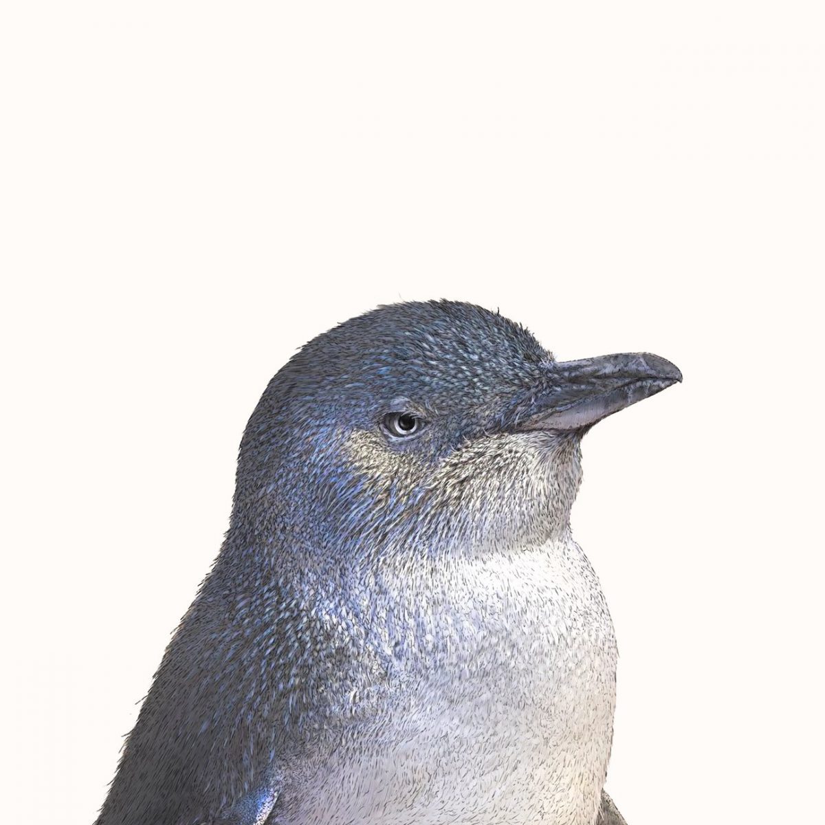Little Penguin Illustrated Art Print
