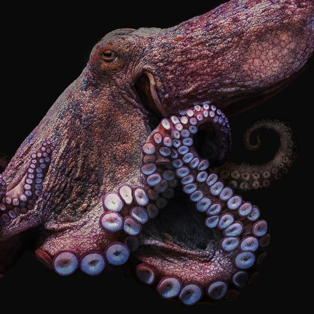 Octopus Art Print, Black Edition
