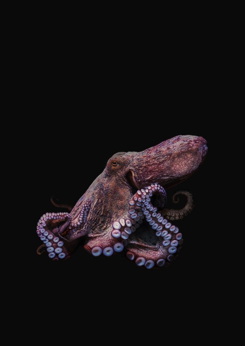 Octopus Art Print, Black Edition