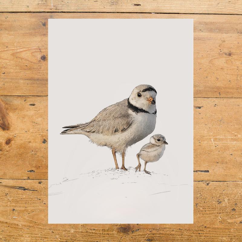 Piping Plovers - A4 Art Print
