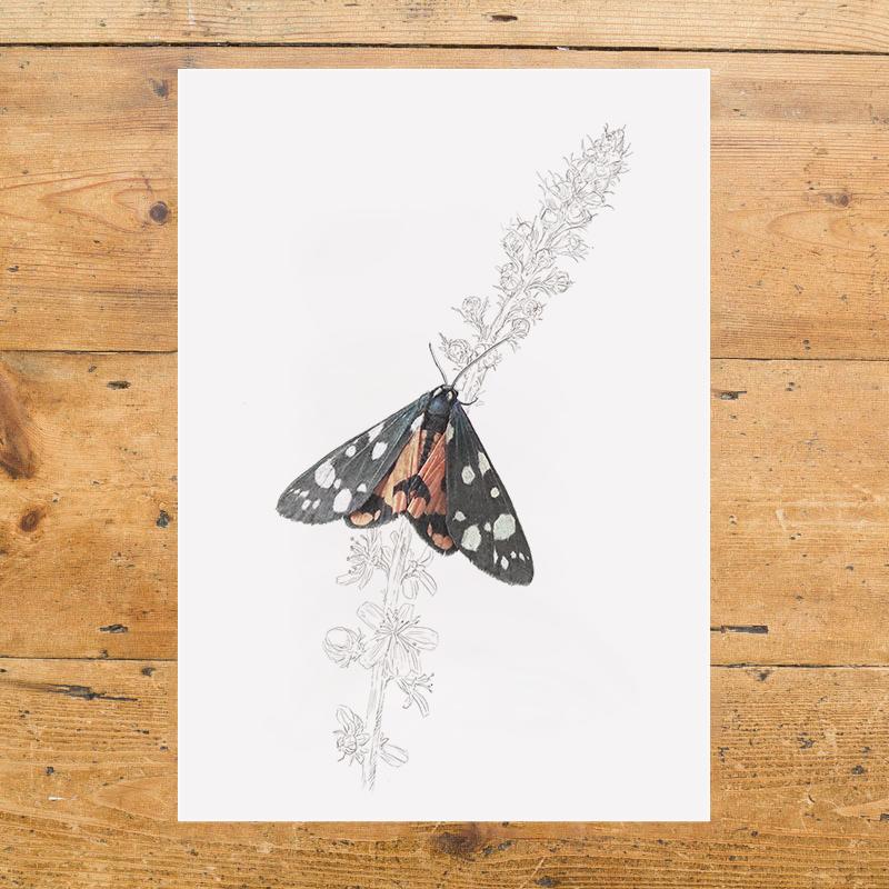 Scarlet Tiger Moth - A4 Print