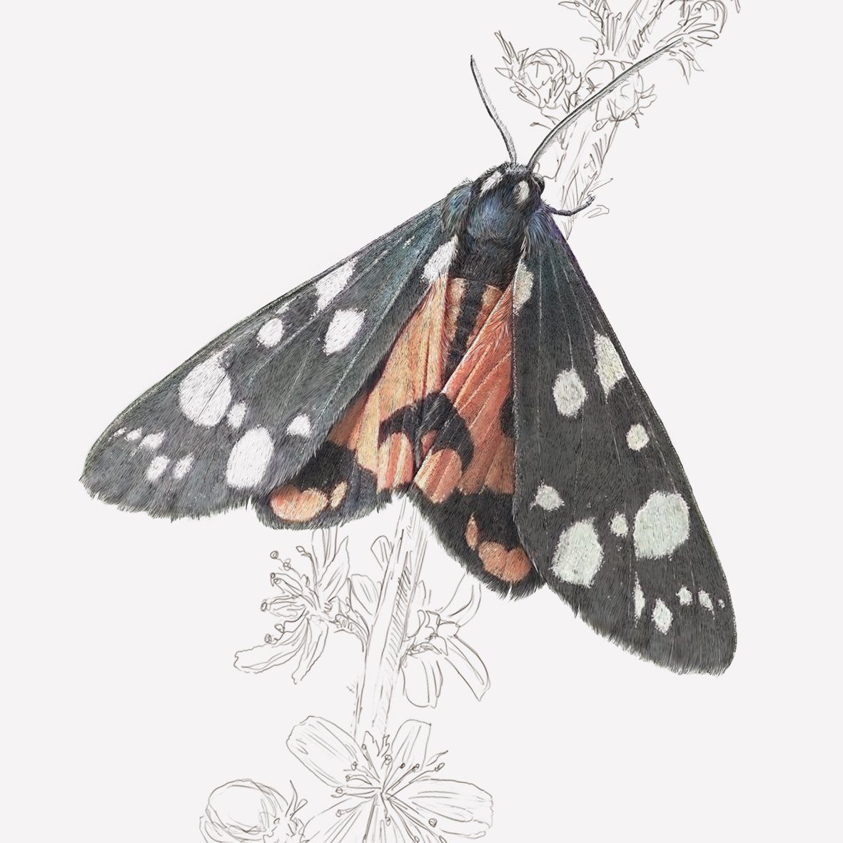 Scarlet Tiger Moth - A4 Print