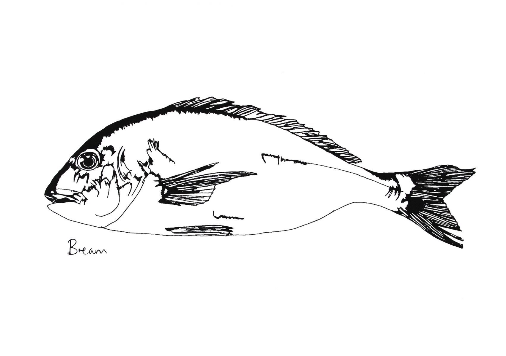 Little Bream print