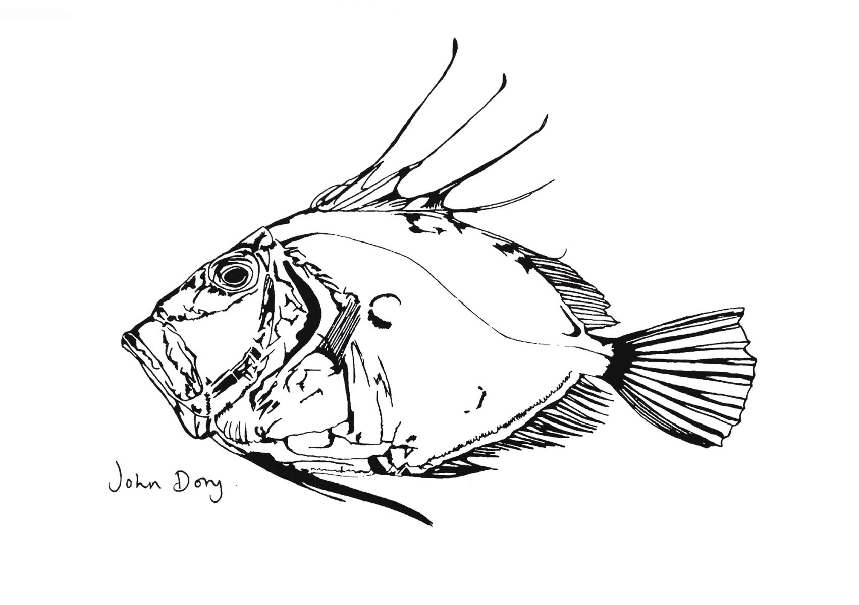 Little John Dory print