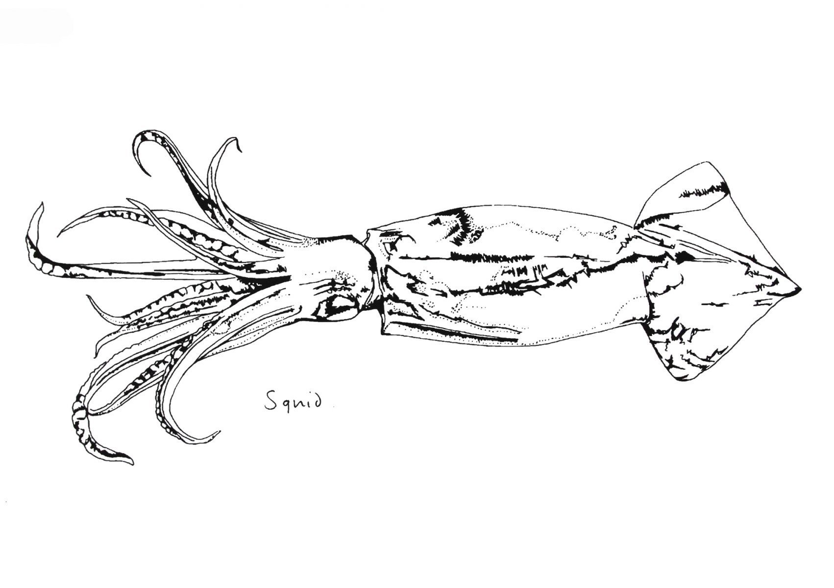 Little Squid print