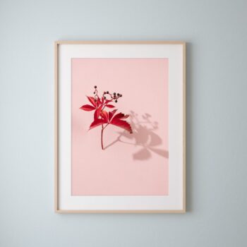 'Virginia Creeper on Pink', Fine Art Print (Unframed) from the series 'Sun, Shadows & Little Trees'