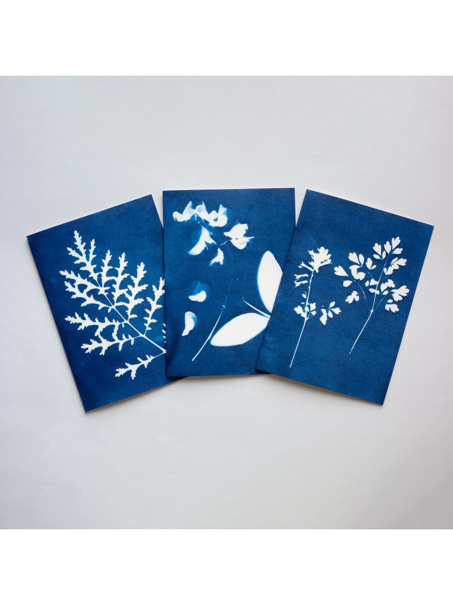 Blue Cyanotype Botanical Greetings Cards - Set of 3