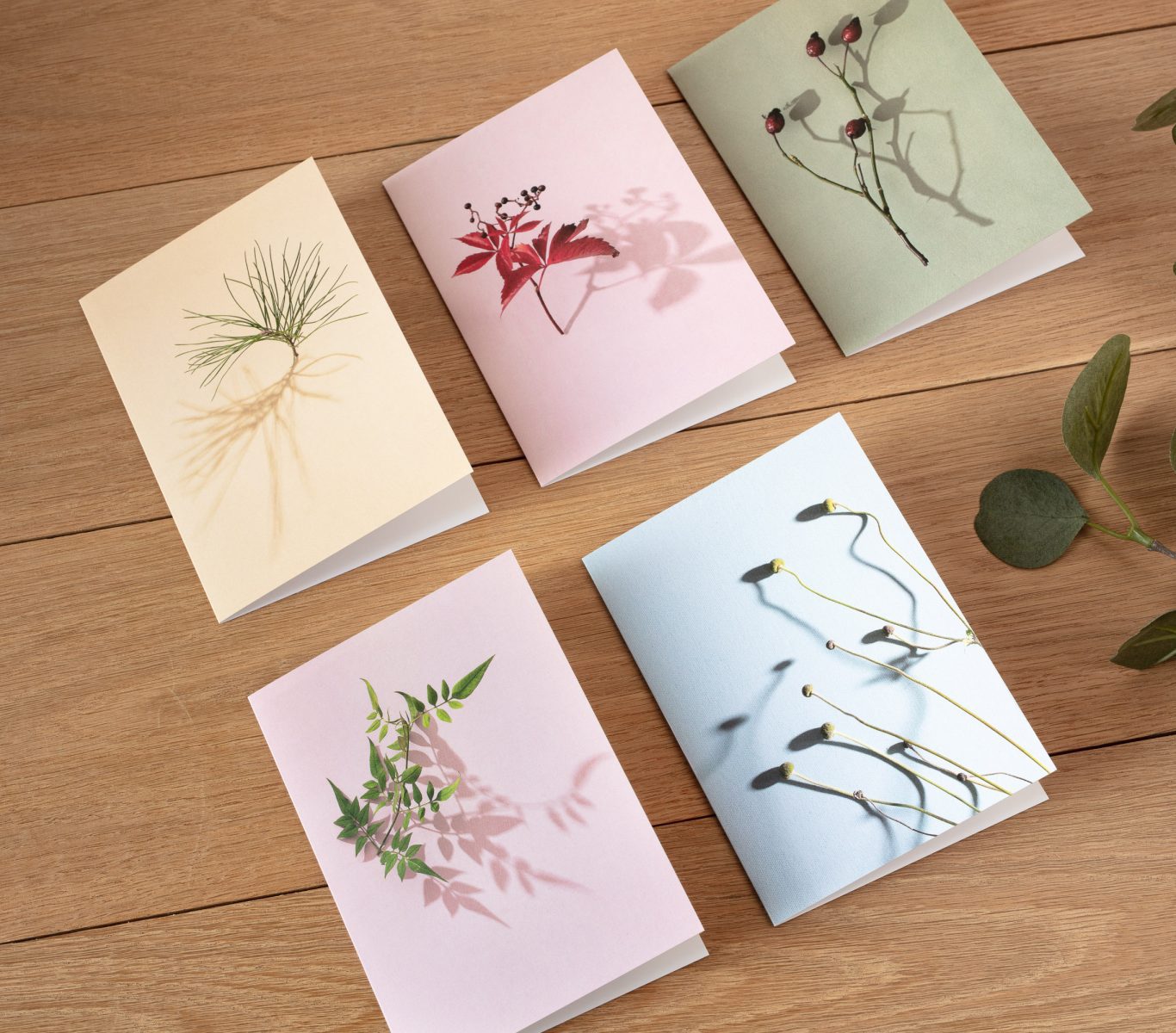 Colourful Botanical Greetings Cards - Set of 5