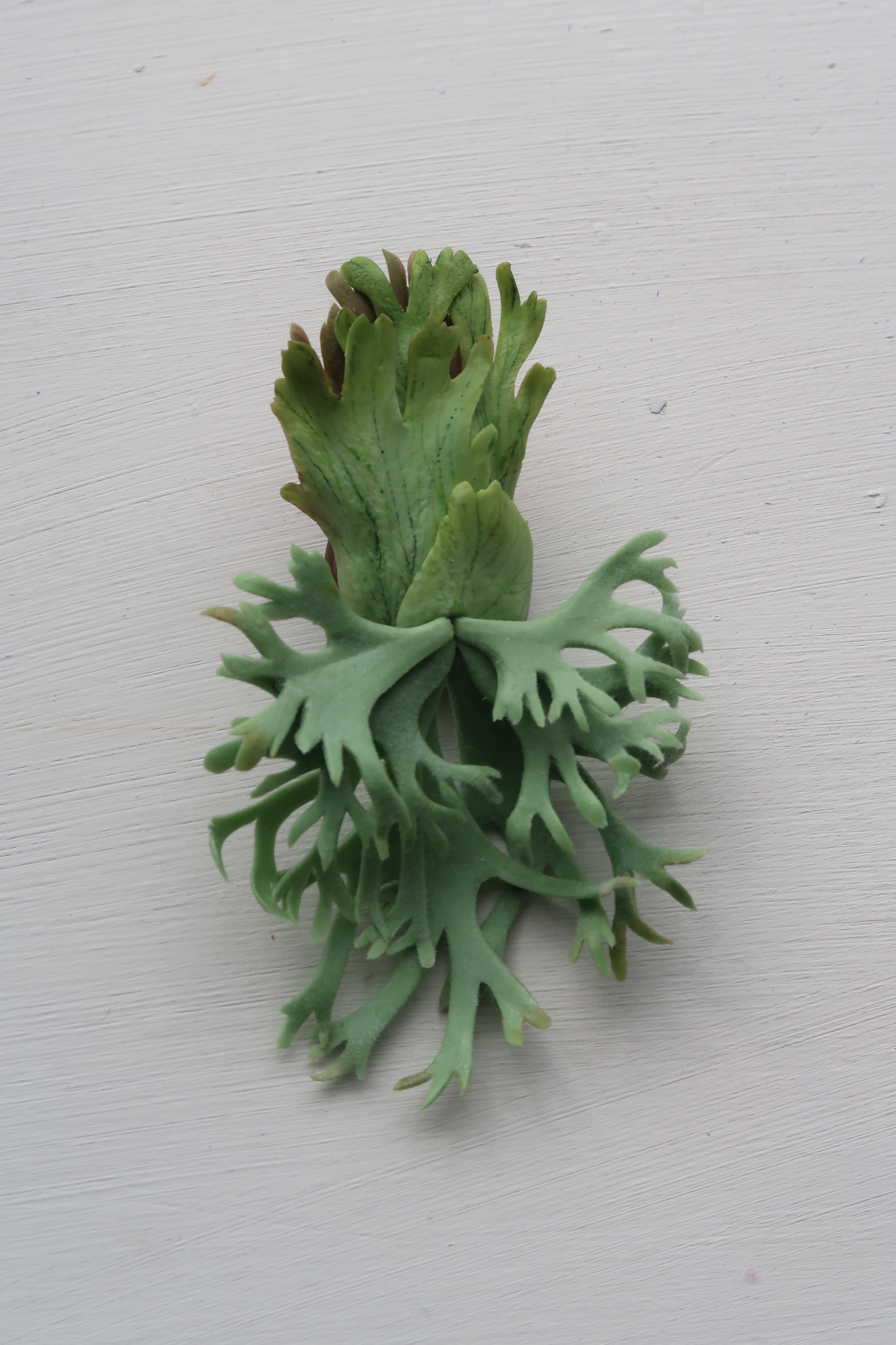 Handmade clay staghorn fern brooch
